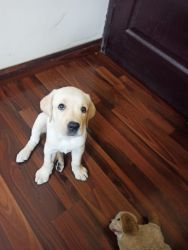 Jelly-A cute puppy is available
