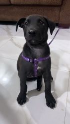 2 months old black labra mix male puppy..need to sell on urget basis