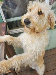 Re-homing Labradoodle