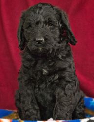 Black Curly Labradoodle male puppies for sale in So. IL