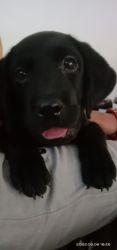 Want to sell female labrador dog