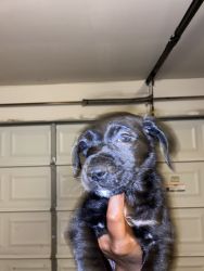 Puppies up for adoption