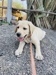 Want to sell our 5months lab