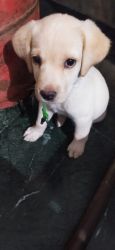 Puppies For Sale in Gurgaon