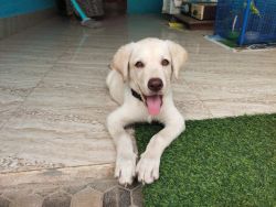 Labrador pure breed. 3 months old.