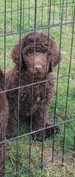 F1B Labradoodles Ready for Homes