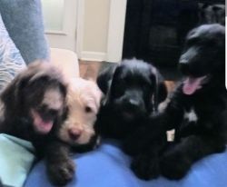 F2 Generation Labradoodles Ready for Forever Homes