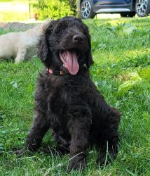 Arya - F3 Labradoodle Puppy For Sale