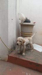 45 days age of labrador for sale