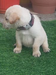 Labra dog puppy for sale in Delhi