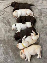 Adorable F1 Country Raised Labradoodles