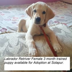 3 Month trained Labrador female puppy