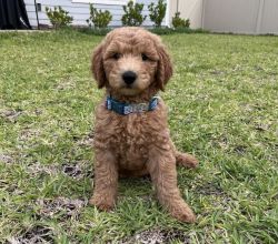 Apricot Labradoodle Puppy