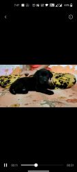 Golden and black lab puppy