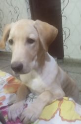 Lebra male puppy. 6 month old Golden white and fully vaccinated