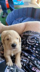Labradoodle F1b available July 29,2022 PA