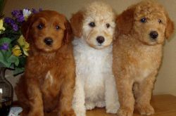 Lovable Labradoodle puppies