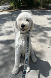 Free 10 month old Labradoodles