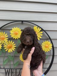 Male fourth generation labradoodle puppy