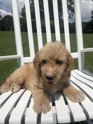 F1B Labradoodles For Sale