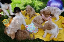 Golden Labradoodle Puppies!!!