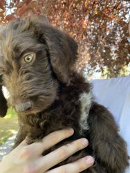 Chocolate labradoodle puppy for sale!!