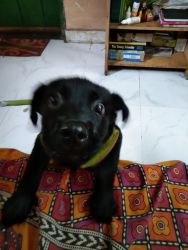 Age -2 month, black colour, 2 dose vaccine done. Genuine buyers text