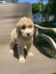 White and Tan Labradoodle
