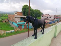 I want to sell my Labrador.