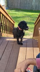 6 months Labradoodle for sale spring hill tn