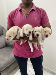 1 month old puppies