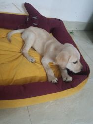 Male labrador 3month old,rabbies vaccinated for 1 year