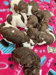 Labradoodle puppies ready for new home soon!
