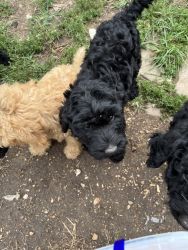 Rehoming labradoodles