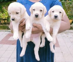 Labrador Puppies and Female Dog
