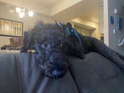 Mini Labradoodle Needs Good Home ASAP must go by Saturdar