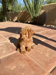Beautiful Labradoodle male puppy