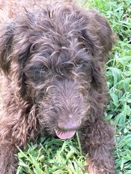 F1B Labradoodles Looking For A Loving Home