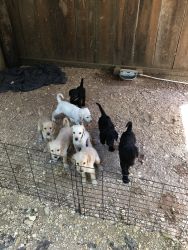 Eight week old labradoodle puppies
