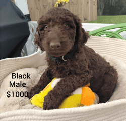 CKC Labrodoodle's for sale. Both mom and dad are F1's.