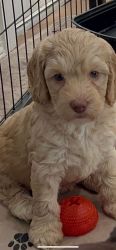 Labradoodles ready for furever homes