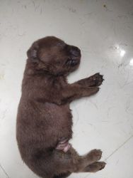 Chocolate labs female for sale