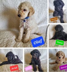 F1bb Labradoodles | Ready To Go!