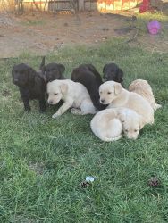 Eight Labradoodle puppies