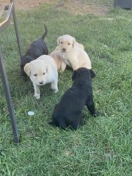 Four Males 4 females puppies