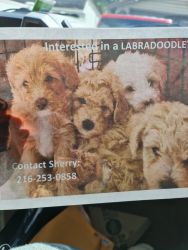 Labdooles for rehoming