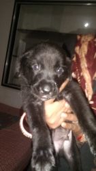 Labra baby black male 2 month baby