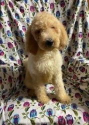 Labradoodle puppies for Sale