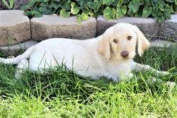 Labradoodle Male Puppy