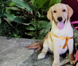 Labrador puppy on sale